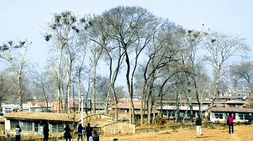 苍鹭之乡●苏家营子（详情点图片）