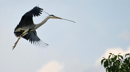 苏家营子●苍鹭