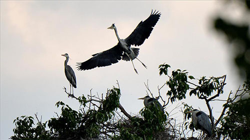 苏家营子●苍鹭