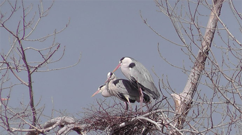 苏家营子●苍鹭